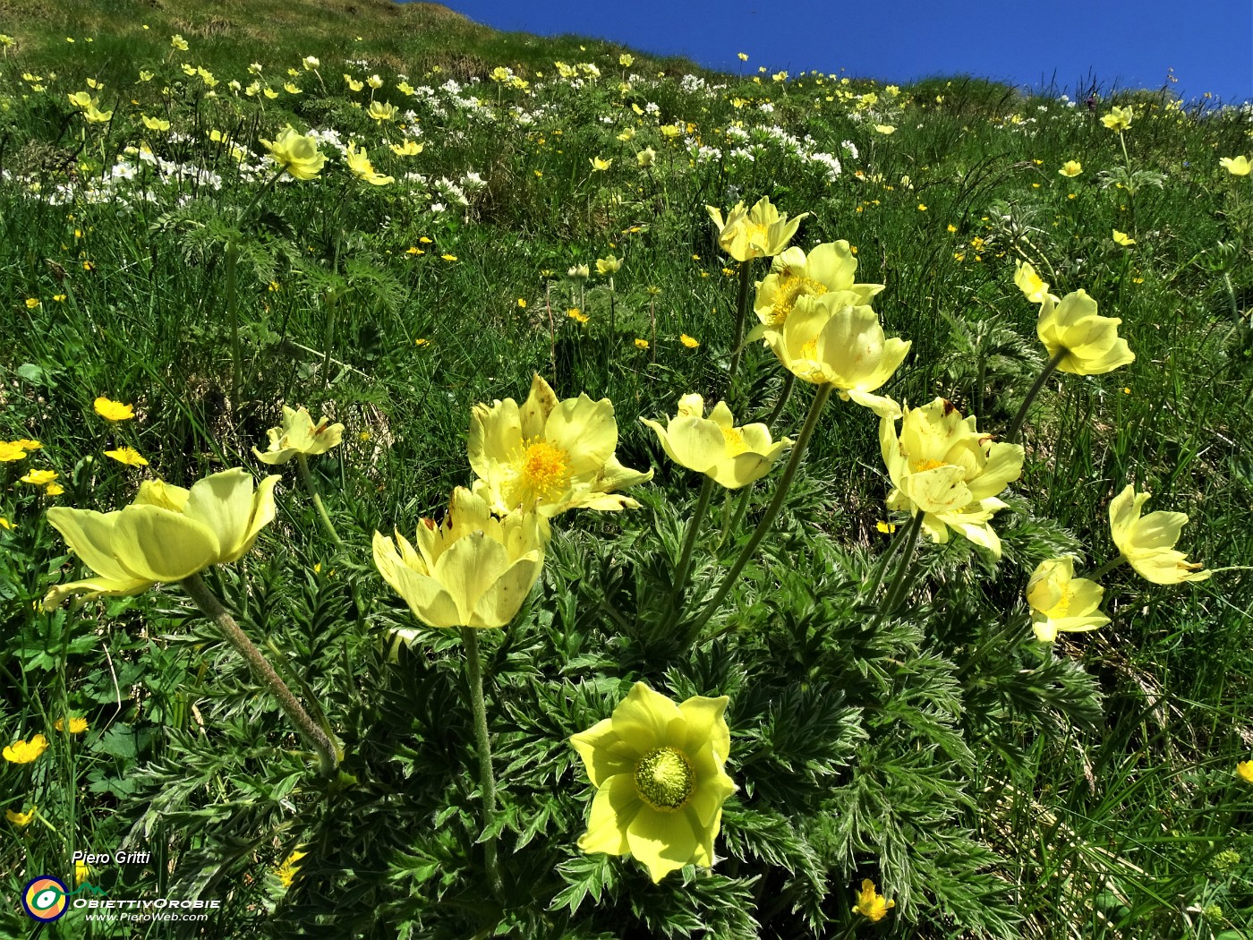 01 Estese fioriture di gialla Pulsatilla alpina sulphurea (Anemone sulfureo) e bianco Anemonastrum narcissiflorum (Anemone narcissino).JPG